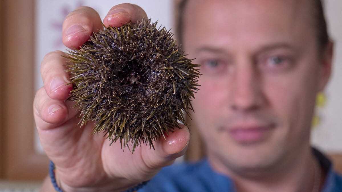 морской еж для мужчин. Urchin еж. морской еж икра. морской еж для мужчин. морской еж териберка.